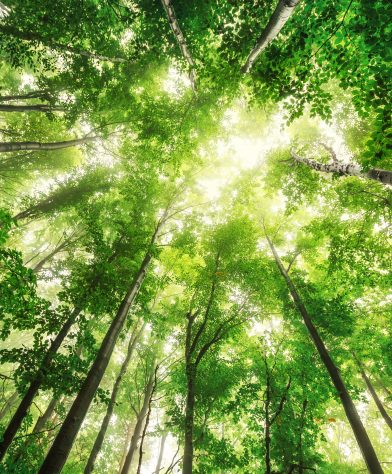 Beautiful nature at morning in the misty spring forest with sun rays
